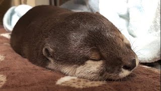 Otter sakura don't want to wake up yet