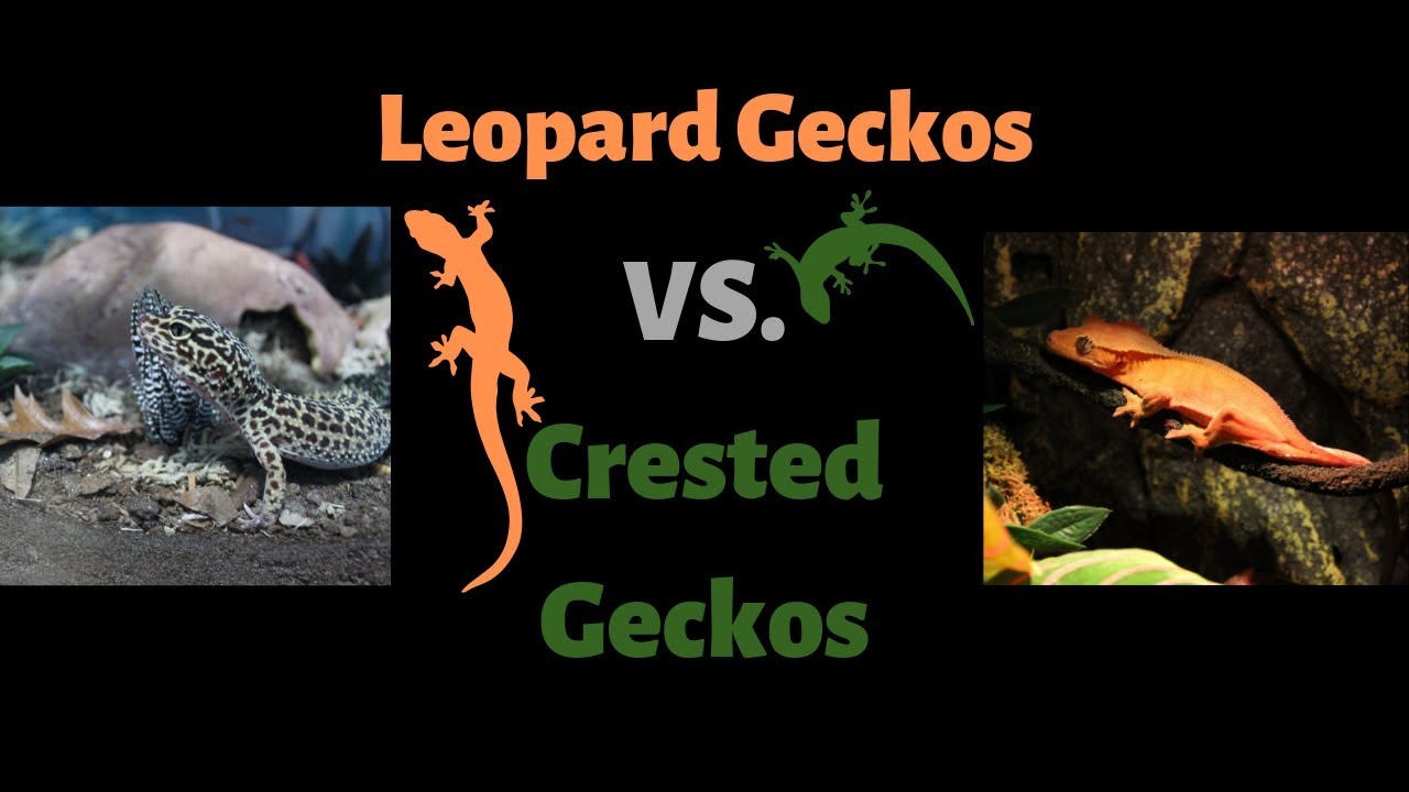 geckos for sale Leopard Geckos VS. Crested Geckos/100 SUBSCRIBER GIVEAWAY