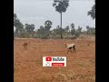 briga de 3  bode 🐐 🐐 🐐 por território se vc se escrever no canal vc me ajuda