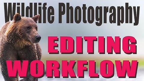 My Wildlife Photography Editing Workflow Using DXO PureRaw 2.