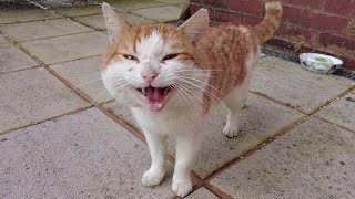 Angry Stray Cat Meows & Hisses At Me