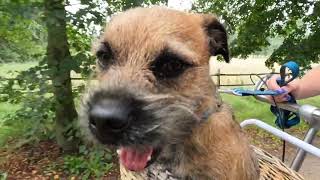 Border Terrier Woody rides his bike