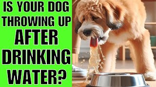 Why Does My Dog Throw Up After Drinking Water?(HEALTH ISSUE?) by Cocker Spaniel World 82 views 2 weeks ago 2 minutes, 57 seconds