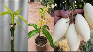 Cultivation of mangoes with cuttings
