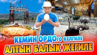 видео: Элдин баары эми АЛТЫН БАЛЫККА агылып барабы? ~ КЕМИН ОРДО эс алуу комплекси жаңы АЧЫЛДЫ ~ КЕЛИҢИЗДЕР картинка: Элдин баары эми АЛТЫН БАЛЫККА агылып барабы? ~ КЕМИН ОРДО эс алуу комплекси жаңы АЧЫЛДЫ ~ КЕЛИҢИЗДЕР