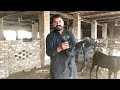 Best goats for farming in pakistan  small goat farm in village  makhi cheena bakra breeder