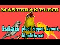 Masteran Pleci Nembak Pleci Zipper Kenari Dan Blackthroat Mempercepat Pleci Buka Paruh Mp3 - Mp4 Download