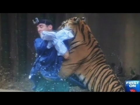 Video Harimau Gigit Leher Pawangnya YouTube