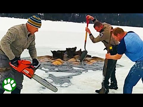 Eine Gruppe von Elchen fiel durch dünnes Eis in eiskaltes Wasser