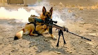 In WW2, This Genius Dog Is Professionally Trained To Destroy Enemy Tanks by Fox Recaps 7,690 views 3 weeks ago 14 minutes, 42 seconds