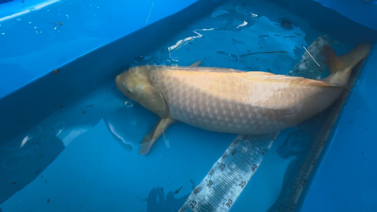Breeding giant Nishikigoi - YouTube