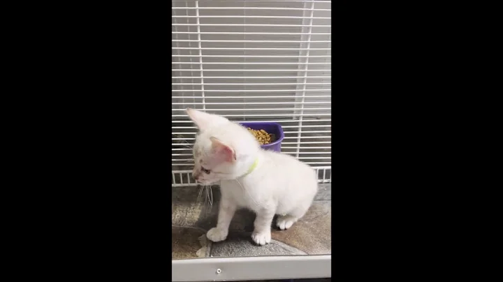 Watch the video about 4/28/25 Muna's 6 Week Male Bengal Kittens