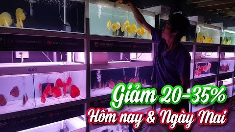 Cá Dĩa Thắng Lợi Giảm Giá Cực Sốc Gần 5000 Con Cá Dĩa