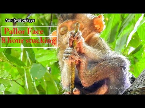 baby monkey crying for milk Lizza got pallor face, Lizza stuck one place on branch without Caca take care in 8 hour