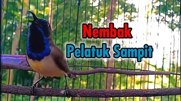 Sogon Nembak Pelatuk Sampit Cocok Untuk Masteran