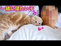 ベッドについて来た子猫が甘えん坊すぎるので添い寝してみた。