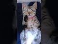 無防備すぎる子猫の寝顔　#マンチカン #ジェネッタ #短足