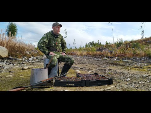 СБОР ЧЕРНИКИ / ЧЕРНИКУ ГРАБЛЯМИ / ЯГОДЫ КАРЕЛИИ / МОРЕ ЧЕРНИКИ / СБОР ДИКОРОСОВ