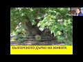 Българското дърво на живота - Галя Маджарова - 2,01,2021