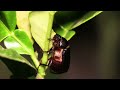 beetle eating leaf | hungry beetle | fauna facts