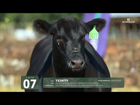 LOTE 07   TAT TE3677 F Angus