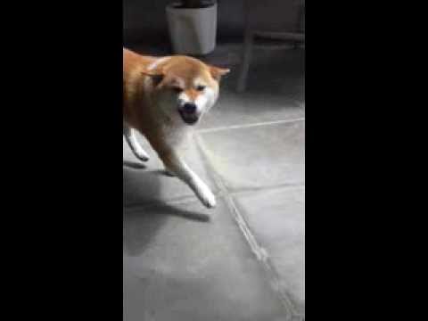 Look at this excited Shiba Inu !!