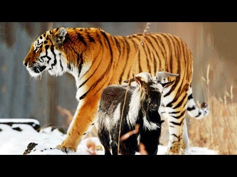 Вопрос: Где сейчас козел Тимур Жив ли он и где живет?