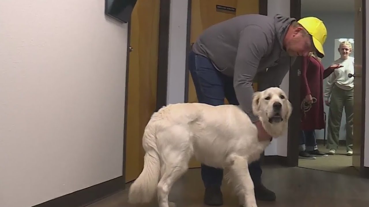 Dog shot 'execution style' on Mount St. Helens to be adopted by forever ...
