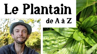 Le plantain de A à Z (presque)