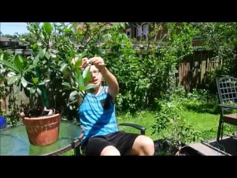 sundaville Mangrove Update - June 2016