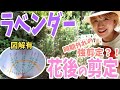 【ラベンダー】花後の剪定〜樹形が乱れたので時期外れの強剪定を行いました〜ラベンダーの花後剪定の図解あり