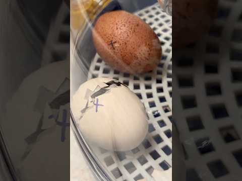 EBAY EGGS DAY
