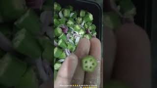 786🤲 #bhindimasalafry #bhindirecipe #ytshorts #food #trend #cookingrecipe #youtubeshorts #cookingrec