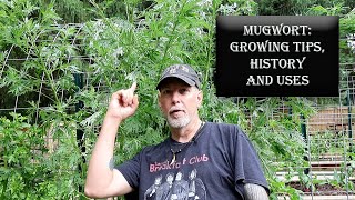 Mugwort | Growing Tips, History & Uses