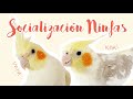 SOCIALIZACIÓN en LOROS | Kaki y Kiwi conocen a los demás emplumados | NINFA, AGAPORNIS, PYRRHURA