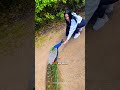 This Peacock’s Reaction Is Pure Magic 😲