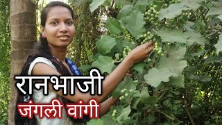 रनभज-जगल वग जगल वगयच भज Ranbhaji