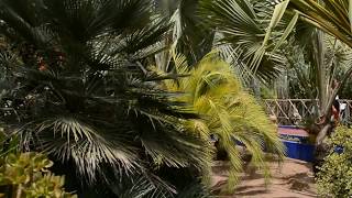 Le Jardin Majorelle - DSC 0017