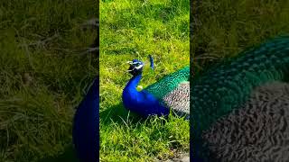 #birdsounds #peacock #ringintone #trending #birds #ringtone #nature #birdsounds #peacock #ringintone #trending #birds #ringtone #nature