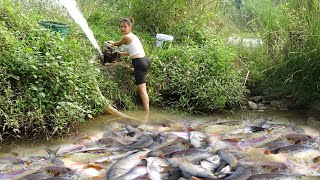 Top Videos: Unique Fishing - Harvesting Many Big Fish In The Lake, Go To The Market To Sell Fish