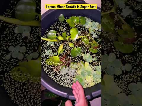 Video: Growing Duckweed – Wasserlinsen in Hinterhofteichen und Aquarien