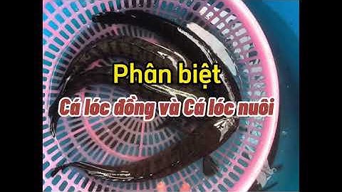 Phân biệt cá lóc đồng và cá lóc nuôi trong 1 nốt nhạc | SunshineTV