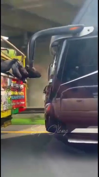 story wa po hariyanto tempel 5 cm
