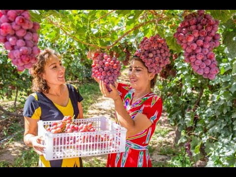 Vidéo: Maiden Raisin Et Clematis Fargeziodes - Un Brillant Partenariat