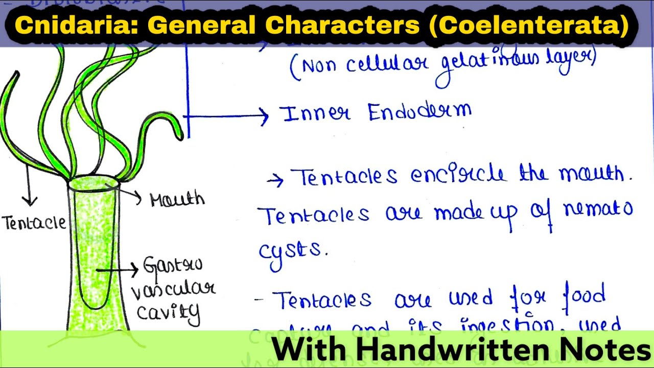 Cnidaria | Coelenterata | General Characters | Readymade notes for exam