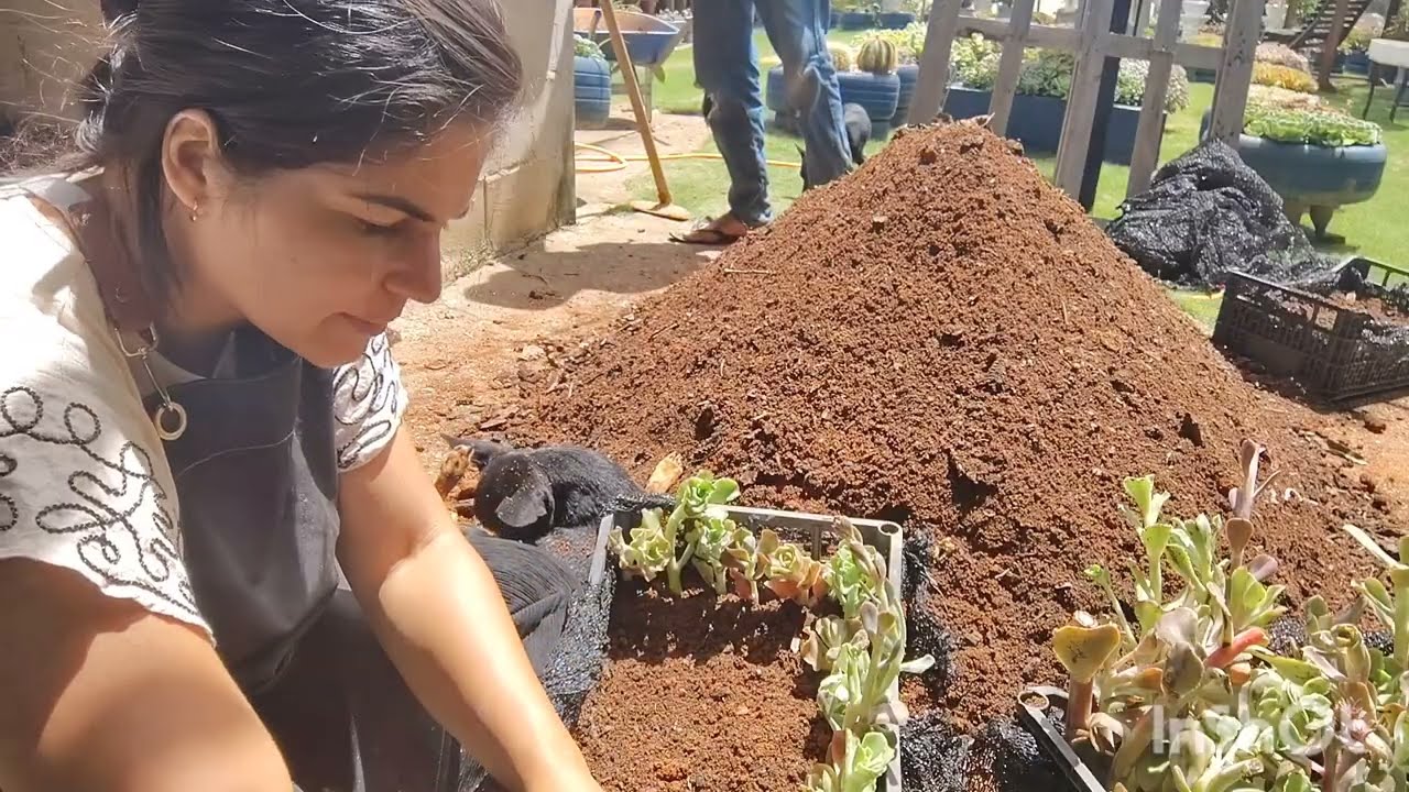 O que fazer com as  hastes florais de gibifloras 