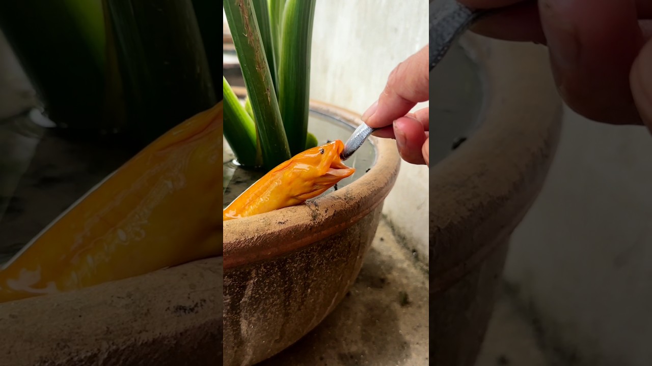 Dinner Time for the Golden Swamp Eel