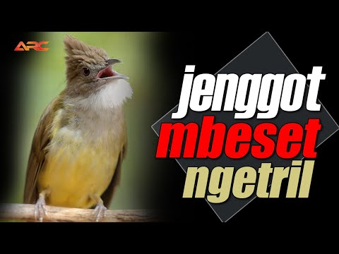 RAYUAN TERAPI CUCAK JENGGOT YANG MALAS BUNYI, PASTI NYAUT BUNYI