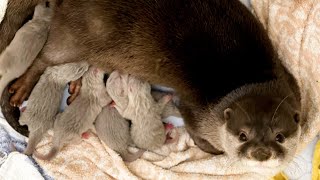 カワウソゆきの出産命の尊さと強さ! Never Die! 【Otter Yuki's Gave Birth3】