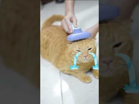 Video: Tại sao con mèo của tôi Nhận Hairballs?